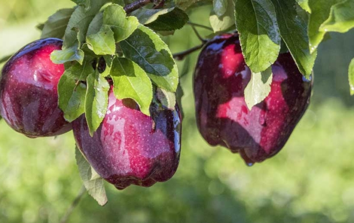 Red Delicious apples in Wapato, Washington on August 25, 2016. (TJ Mullinax/Good Fruit Grower)