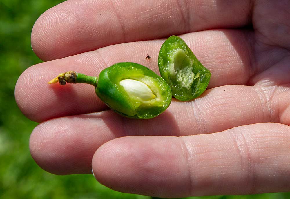 This plum fruitlet features a naked seed with virtually no hard pit tissue, photographed in May 2018. Researchers at the Appalachian Fruit Research Station in Kearneysville, West Virginia, are using new genetic tools to understand this trait and hope to eventually develop pitless stone fruit varieties. (Kate Prengaman/Good Fruit Grower)
