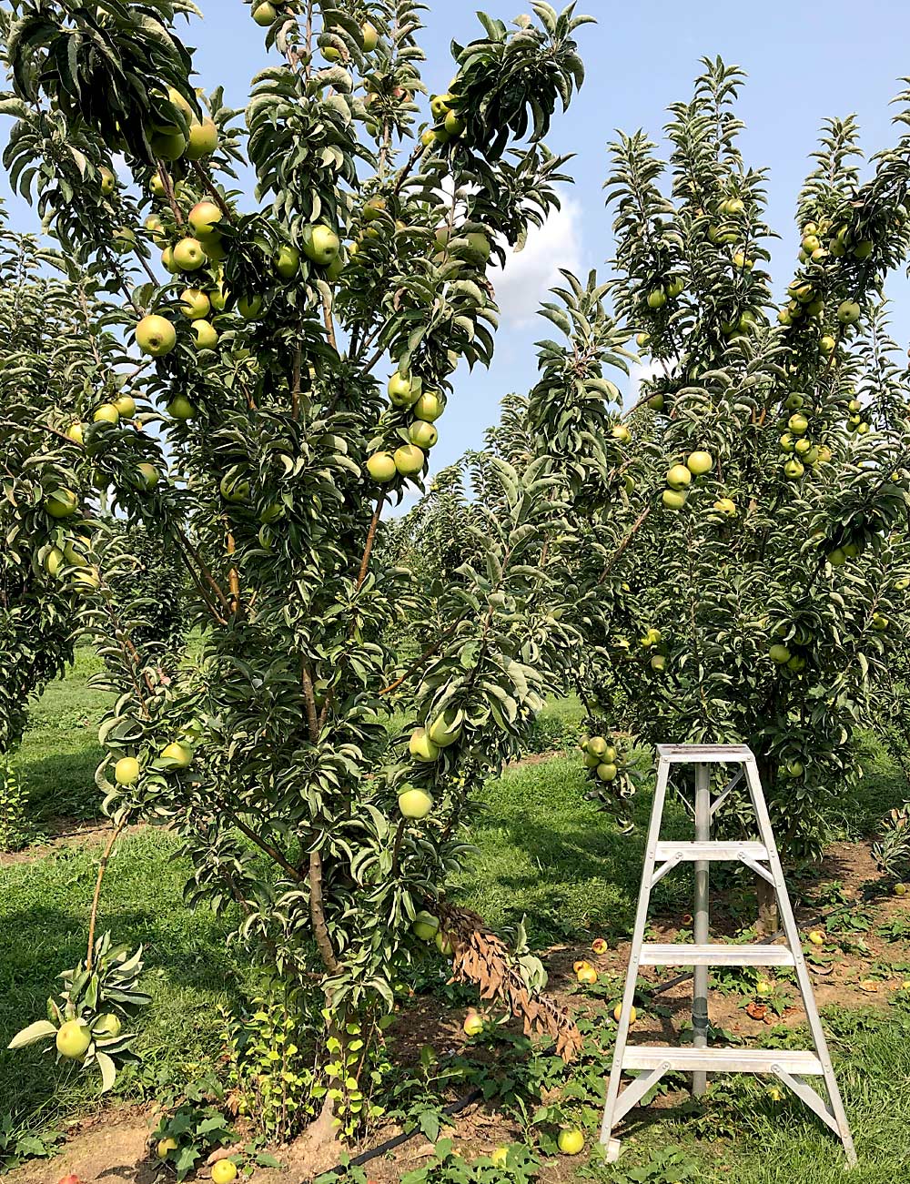 With parentage including Gala and McIntosh Wijcik, MD-TAP1 and its cousin, MD-TAP2, both have a strong upright growth habit, shown here in unpruned breeding program trees. Walsh said the varieties could reduce the labor demands for training and pruning, an advantage for the region’s many direct-market growers. (Courtesy Chris Walsh/University of Maryland)