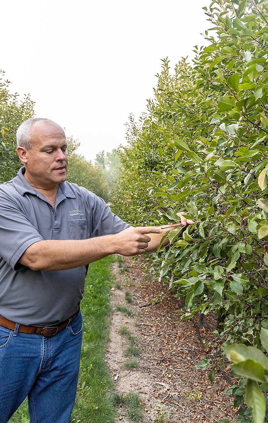 Utah State University Extension tree fruit specialist Brent Black shows how hedging is being used to manage the canopy of a high-density tart cherry planting at the Kaysville research orchard. It’s not yet clear if hedging can successfully reduce the amount of winter pruning. (Kate Prengaman/Good Fruit Grower)