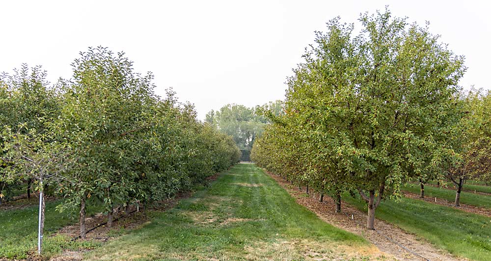 The Utah State University research orchard in Kaysville includes both high-density trials, at left, planted in 2013 on a mix of Gisela 3, 5, 6 and Mahaleb rootstocks at 5 feet by 13 feet, and traditional orchards, planted on Mahaleb at 16 by 20, at right. The block at left is harvested with a modified over-the-row blueberry harvester but only produces about 20,000 pounds per acre, compared to the 30,000 pounds that growers can expect from mature traditional plantings. (Kate Prengaman/Good Fruit Grower)