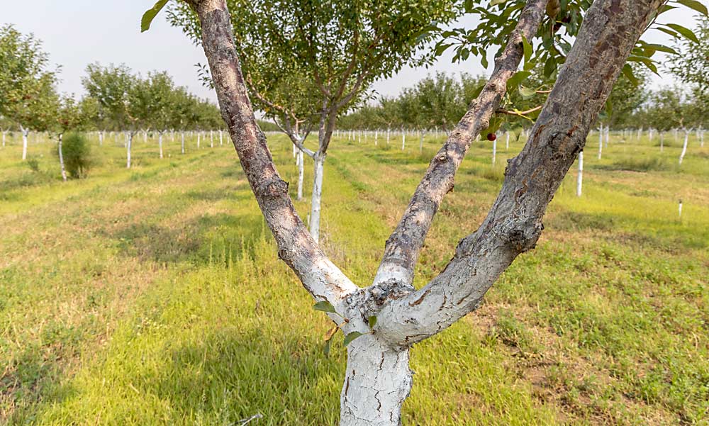 All commercial tart cherry orchards are still planted pretty much the way they were 50 years ago, but Black has a new grant to explore new technologies, such as variable rate irrigation and yield mapping, to make traditional blocks more efficient and productive. (Kate Prengaman/Good Fruit Grower)
