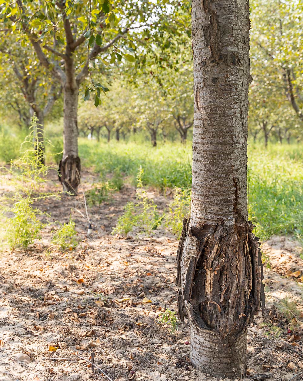 Harvest by trunk shaking can lead to trunk damage that cuts orchard production short. (Kate Prengaman/Good Fruit Grower)