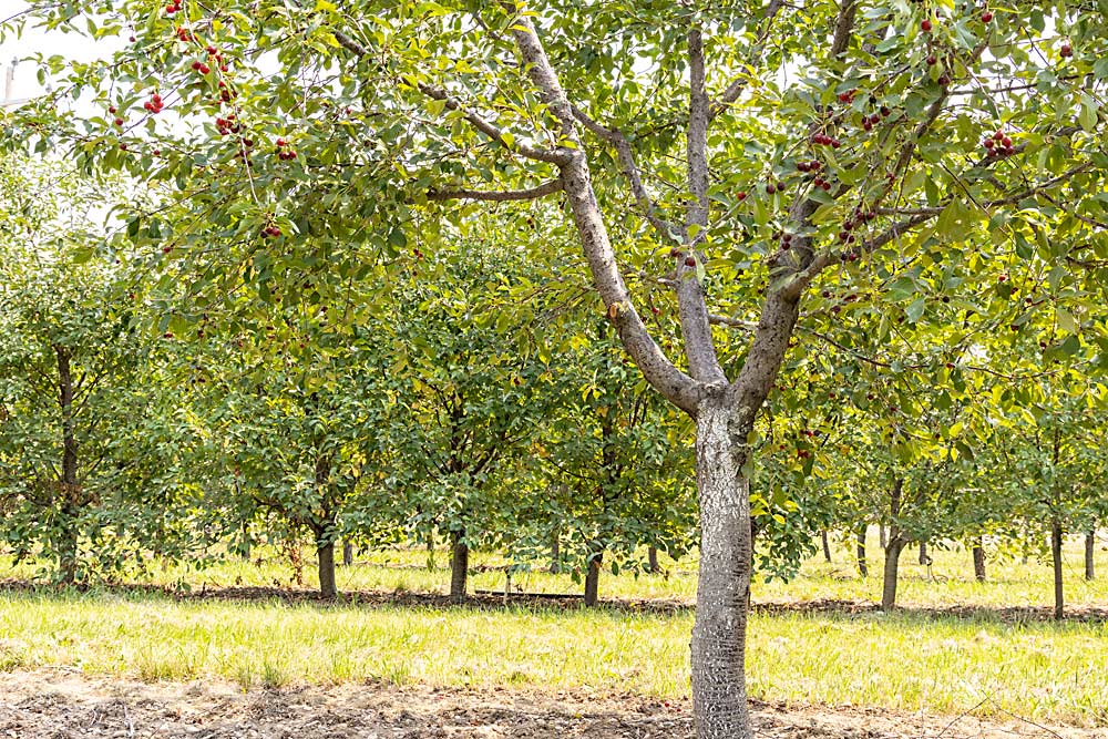 Utah tart cherry growers had high hopes for high-density plantings and dwarfing rootstocks that could come into production quickly and be harvested with over-the-row shaker-style technology, such as the block in the background on Gisela 5 roots in Thad Rowley’s Santaquin-area orchard. But the traditional planting approach in the foreground still delivers higher yields, Rowley said. (Kate Prengaman/Good Fruit Grower)