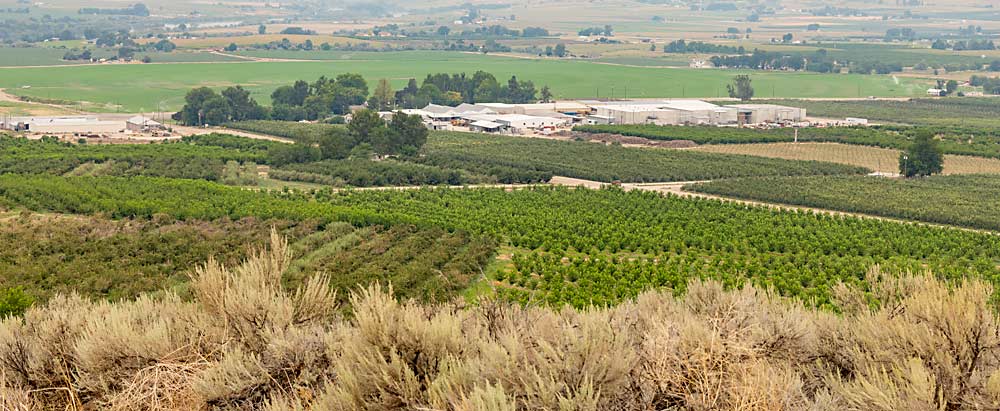 The Symms family operates Idaho’s largest vertically integrated fruit operation on sagebrush hills in Sunnyslope, just west of Boise. The farm’s 5,000 acres depend on irrigation water from the nearby Lake Lowell reservoir, but the Boise River Basin is experiencing drought conditions for the second year in a row; growers expect to receive just 1.2 acre-feet of water per acre for 2022, compared to 3.5 in a good year, Dar Symms said. (Kate Prengaman/Good Fruit Grower)