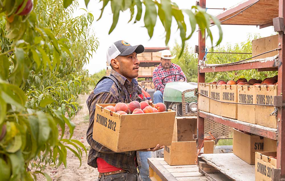 Jose Sainez Flores, an H-2A worker from Mexico, loads a tote of peaches onto a custom-built trailer, pulled by tractor driver Micho Loera, during harvest in August at Symms Fruit Ranch in Sunnyslope, Idaho. Picking into the totes, rather than transferring the fragile fruit from picking bag to bin, is more labor-efficient and gentler on the fruit, said grower Jamie Mertz. (Kate Prengaman/Good Fruit Grower)