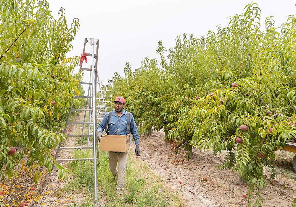 Ladders largely sit empty during peach harvest at Symms Fruit Ranch, as the company strives to keep the system as pedestrian as possible so pickers can reach the fruit from the ground. (Kate Prengaman/Good Fruit Grower)