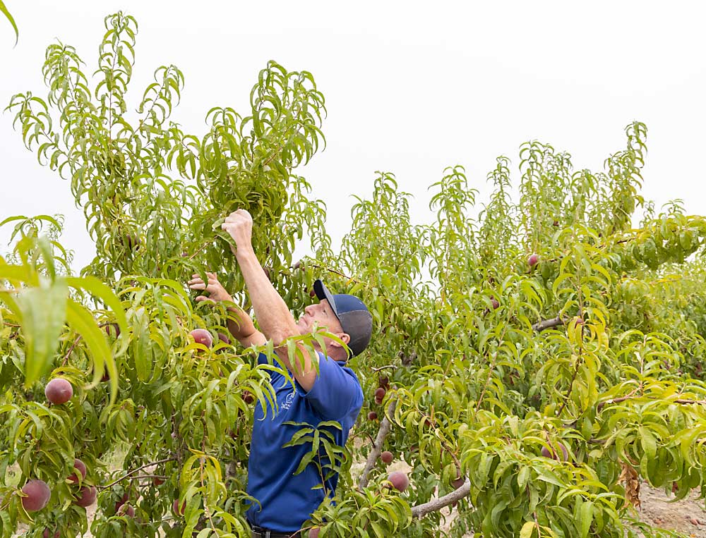 Jamie Mertz, of Symms Fruit Ranch, breaks off upright growth on peach trees he aims to keep pedestrian for labor efficiency. (Kate Prengaman/Good Fruit Grower)