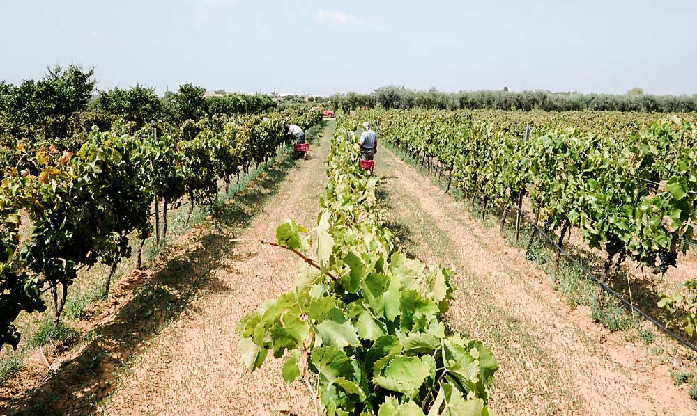 Santa Tresa is set on the southern end of Sicily about 5 miles inland from the coast of the Mediterranean Sea and approximately 80 miles south-southwest of Mount Etna, one of the world’s most active volcanoes. (Courtesy Santa Tresa vineyard)