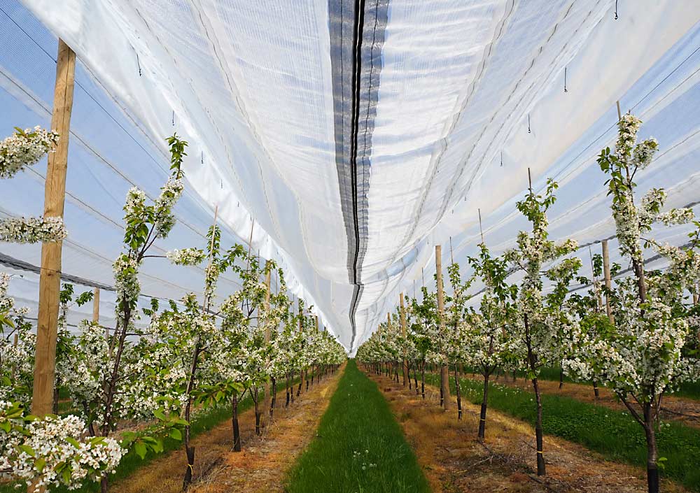 A VOEN covering system over cherries in Denmark. Some VOEN nets, like the one seen here, zip together, while others use clips.(Courtesy VOEN Covering Systems)
