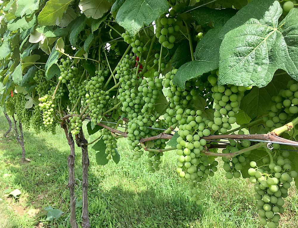 In University of New Hampshire seedless table grape trials, the VSP growing system, seen here, hasn’t performed quite as well as the Munson system, but it might be easier to work with. (Courtesy Becky Sideman/University of New Hampshire)