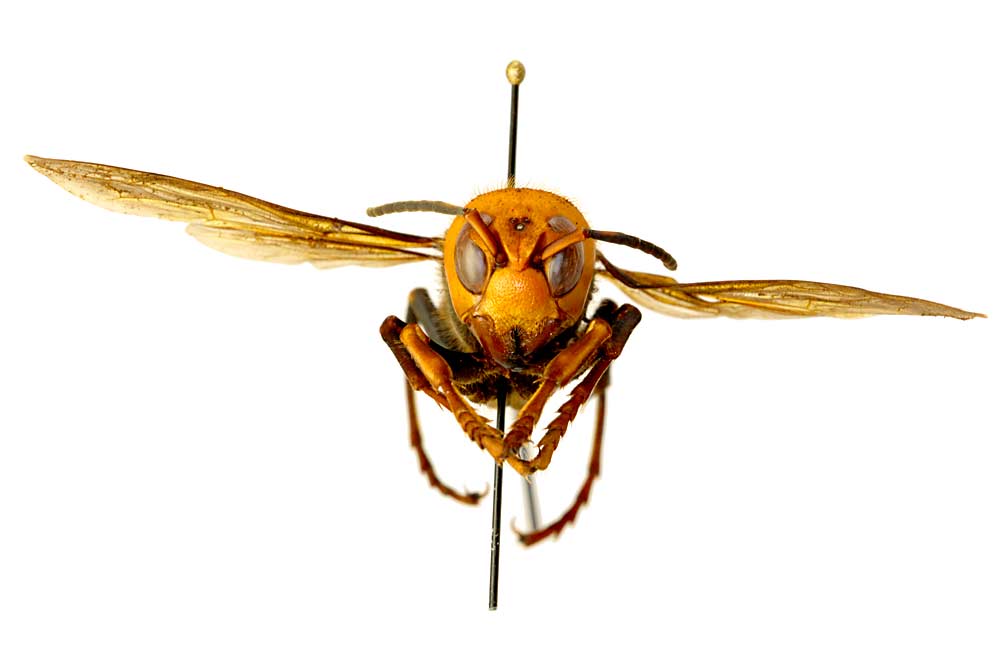 The Asian giant hornet, a 2-inch-long honey bee predator, was found for the first time in the United States in Northwest Washington. State and federal officials are mounting an aggressive response plan. (Courtesy Washington State Department of Agriculture)