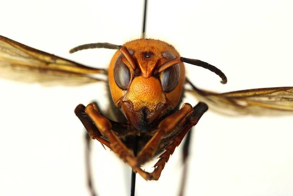 Washington officials and beekeepers are on the lookout for this formidable invader, the Asian giant hornet, which destroys honeybee hives. Several reports of the hornet were verified for the first time in the state in December. (Courtesy Washington State Department of Agriculture)