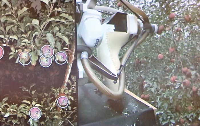 A photo from a video presentation showing a autonomous robotic apple picker developed by SRI Robotics International that was tested in Central Washington orchards. The video was shown during the Washington Tree Fruit Research Commission's annual technology review meeting held in Ellensburg, Wash., on February 4, 2016.
