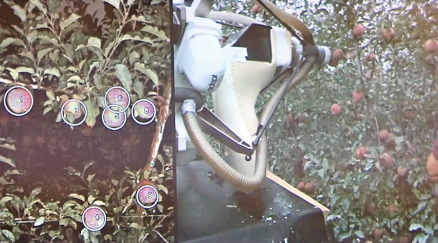 A photo from a video presentation showing a autonomous robotic apple picker developed by SRI Robotics International that was tested in Central Washington orchards. The video was shown during the Washington Tree Fruit Research Commission's annual technology review meeting held in Ellensburg, Wash., on February 4, 2016.