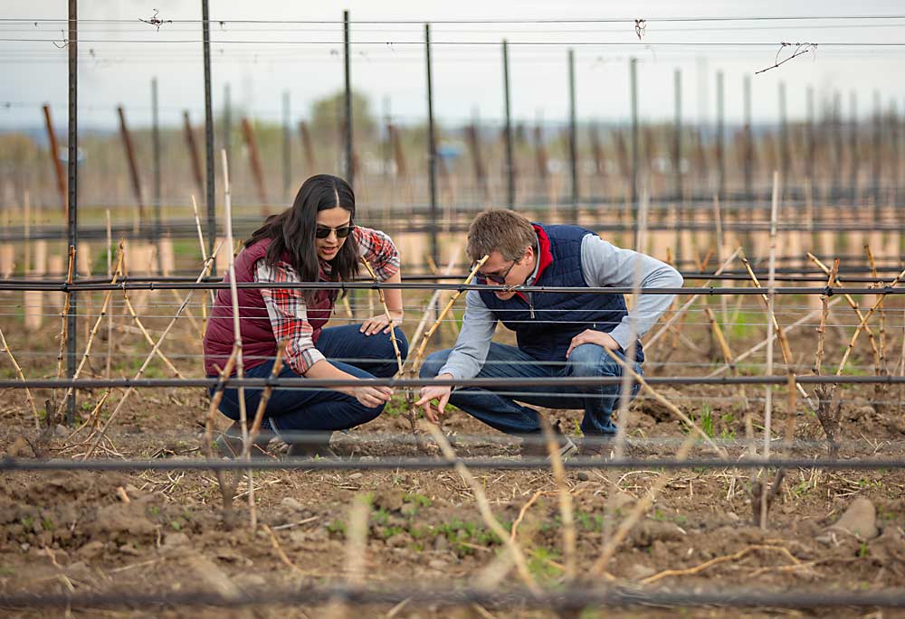 Jesús Martínez Bujanda, Valdemar Family CEO, at right, inspects the development of goblet-trained Grenache vines in April with winemaker and viticulturist Devyani Isabel Gupta. (Ross Courtney/Good Fruit Grower)