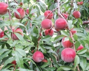 Vee Blush, a new yellow-fleshed peach variety, is a candidate to replace Harrow Diamond. (Courtesy Ontario Tender Fruit Evaluation Committee)