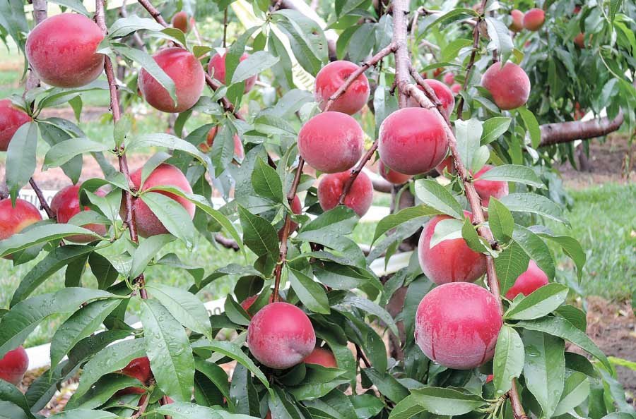 Vee Blush, a new yellow-fleshed peach variety, is a candidate to replace Harrow Diamond. (Courtesy Ontario Tender Fruit Evaluation Committee)