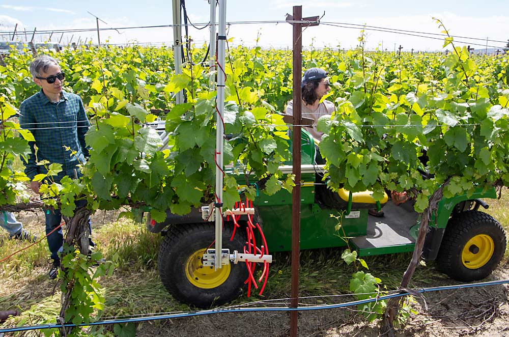WSU engineering researcher Safal Kshetri, left, and Giacomo Tolomelli of WSU run a test of an automated shoot thinning technology prototype at the university’s Roza research vineyard.