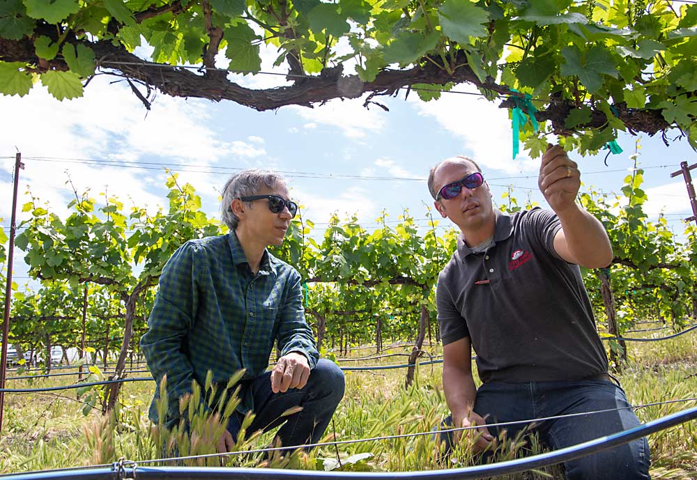 Kshetri, left, and De Vries discuss the nuances of a grape vine that make commercializing automation tricky. (Ross Courtney/Good Fruit Grower)