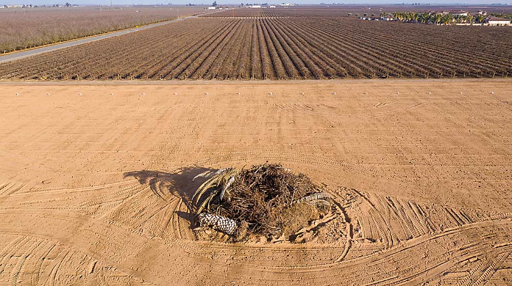 A palm tree lies among 18-year-old Chardonnay grape vines in a burn pile at Creekside Farming Co. in January in Madera County, California. When the air quality permits, the vines will be burned and the field replanted with pistachios. California wine grape industry leaders have asked growers to remove about 30,000 acres of wine grapes to mitigate sluggish prices and oversupply that have characterized the past year or two. (Craig Kohlruss/For Good Fruit Grower)