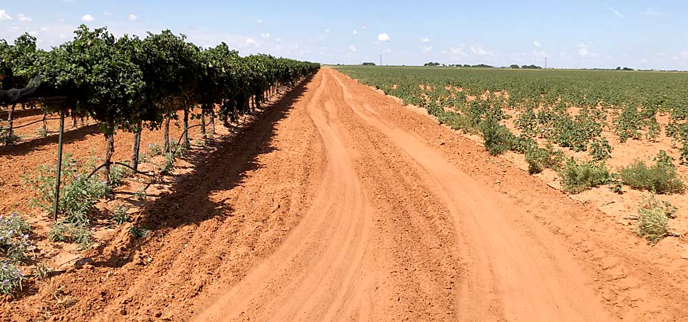 Vineyards and cotton fields often sit right next to each other in the High Plains, where most Texas grapes are grown. A group of grape growers claim herbicide drift has damaged their vines, and they’ve filed a lawsuit against herbicide manufacturers.(Courtesy Justin Scheiner/Texas A&M University)