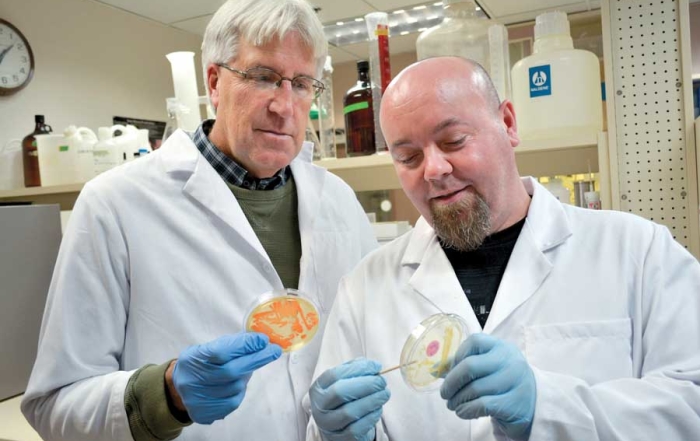 Entomologist Alan Knight (left), and technician Ben Zeigler, is doing research using baker’s yeast and sugar to make codling moth controls more effective. (Courtesy USDA-ARS)