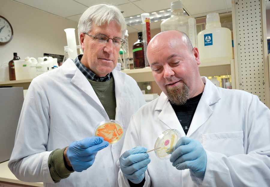 Entomologist Alan Knight (left), and technician Ben Zeigler, is doing research using baker’s yeast and sugar to make codling moth controls more effective. (Courtesy USDA-ARS)