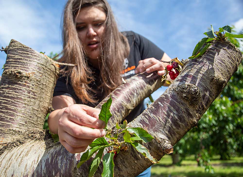 Oregon State University horticulturist Ashley Thompson looks for leaf enations on a diseased cherry tree. (Ross Courtney/Good Fruit Grower)