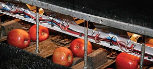 Apples move underneath a bank of cameras that capture six images of each apple to determine color and size.