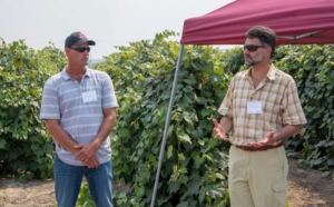Washington State Grape Society and Washington State University annual viticulture day on Friday, Aug. 10, 2018, at Schilperoort Farms in Sunnyside, Washington. (Ross Courtney/Good Fruit Grower)