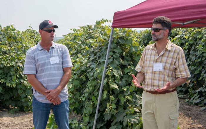 Washington State Grape Society and Washington State University annual viticulture day on Friday, Aug. 10, 2018, at Schilperoort Farms in Sunnyside, Washington. (Ross Courtney/Good Fruit Grower)