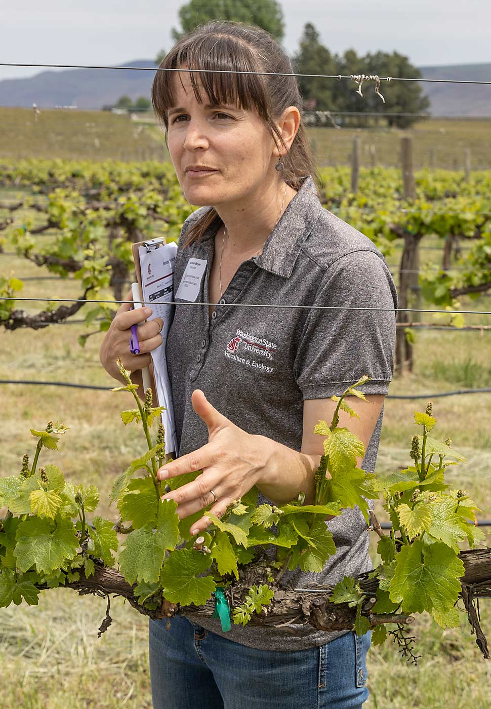WSU viticulturist Michelle Moyer said crop load estimation will pose a challenge in 2022, as vines experienced unprecedented heat in 2021 as well as cold damage and an unusually cool spring that slowed development. (Kate Prengaman/Good Fruit Grower)