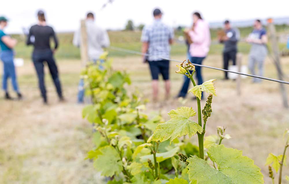 Vineyard scouts can begin to estimate yield even at the earliest stage of cluster development, as this group of viticulture interns learned at Washington State University’s research vineyard while participating in an intern training day organized by viticulture extension specialist Michelle Moyer on May 24. (Kate Prengaman/Good Fruit Grower)