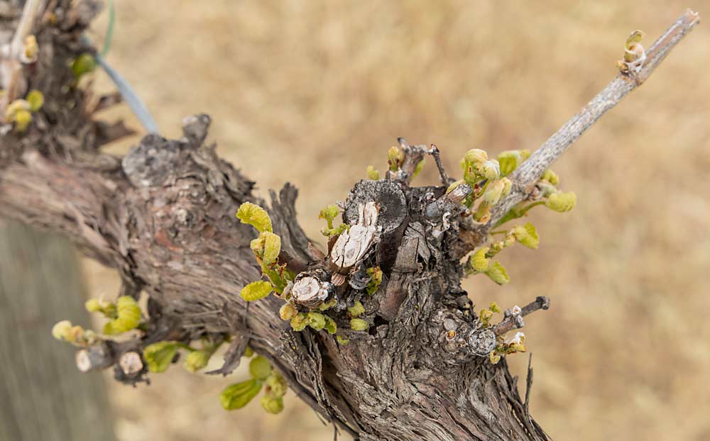 While vineyard interns will likely focus on scouting for pests and disease, Moyer also pointed out to the trainees this telltale sign of glyphosate damage. This vine is pushing lots of thin, stunted shoots from the same buds, and will probably die this year, she said. (Kate Prengaman/Good Fruit Grower)