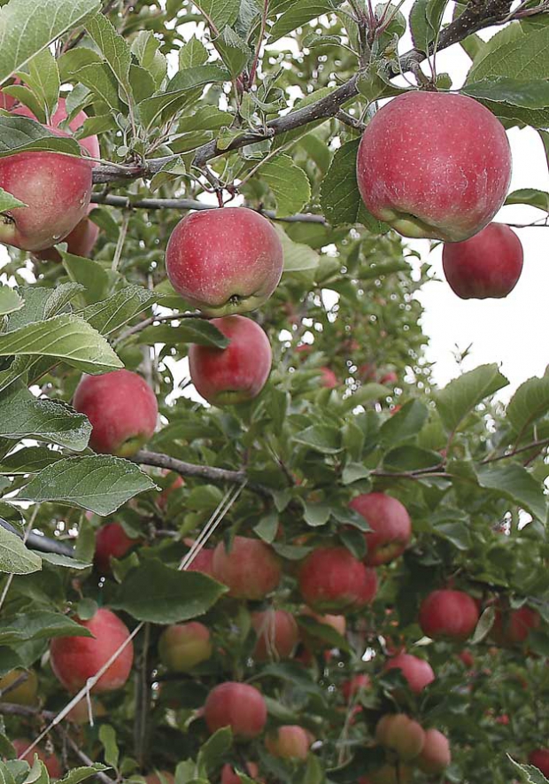 WA 2 apples have an orange-red to pinkish-red blush and distinctive lenticels. The color becomes brighter in storage when the background color breaks. (Geraldine Warner/Good Fruit Grower)
