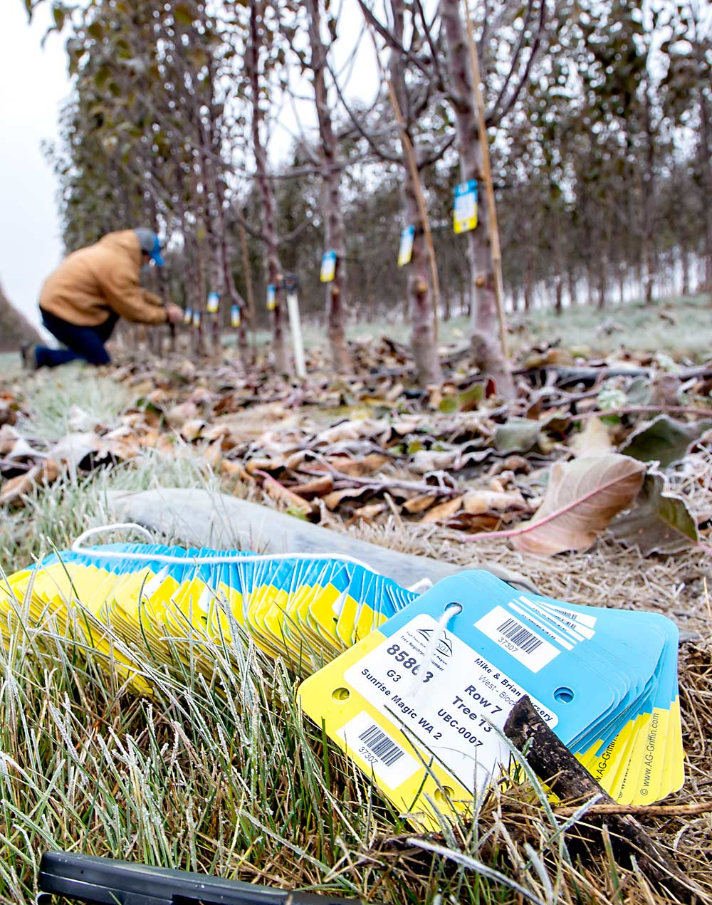 Bennett Mayo, manager of Mike and Brian’s Nursery in Wapato, Washington, demonstrates labeling WA 2 scion trees with state certification tags in December. The WA 2 is on a path of commercial growth less ambitious than its more famous cousin, the WA 38. (Ross Courtney/Good Fruit Grower)