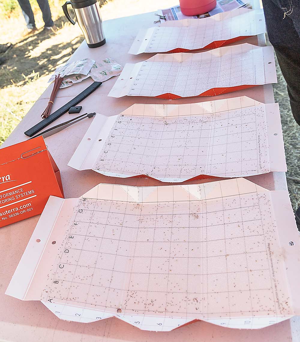 Sticky card traps on display at the WSU field day show how higher levels of pheromone dispensers were able to achieve trap shutdown for male grape mealybugs, from lots of catch, in front, to almost none on the far side of the table. (Kate Prengaman/Good Fruit Grower)
