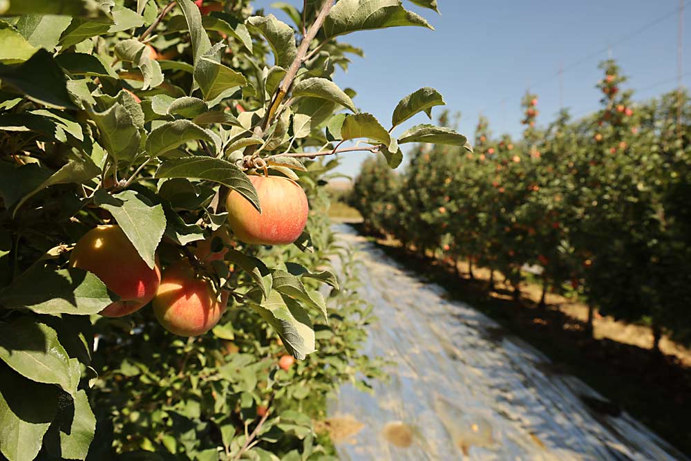 Washington's newest apple, WA 64, ripens in mid-September at a Quincy-area orchard that hosts advanced selections from Washington State University's breeding program.  Researchers want to see if reflective fabric can help color the cross Honeycrisp and Cripps Pink.  (Kate Prengaman/Good Fruit Grower)