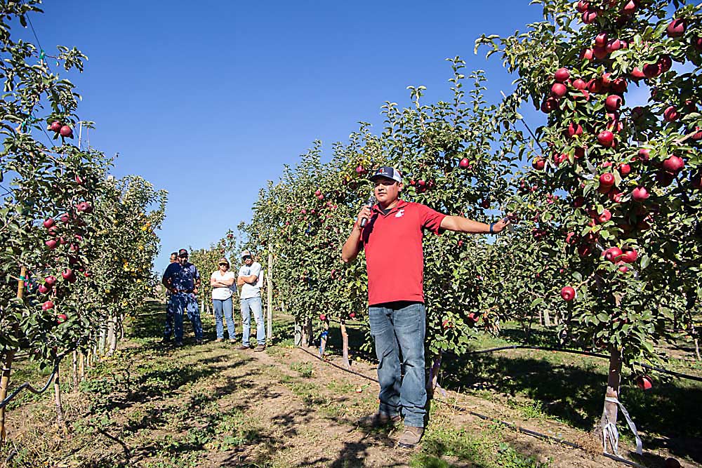 Washington State University graduate student Juan Munguía discusses plant growth regulator trials on the WA 38 apple during a field day on Oct. 6 at the Roza research orchard near Prosser, Washington. (Ross Courtney/Good Fruit Grower)