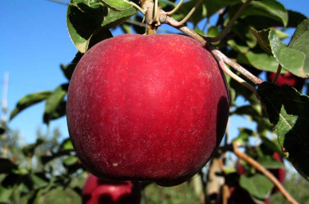 See WA 38 (Cosmic Crisp apple) - Good Fruit Grower