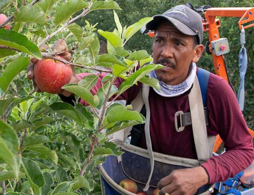 Short expectations for Washington apple crop