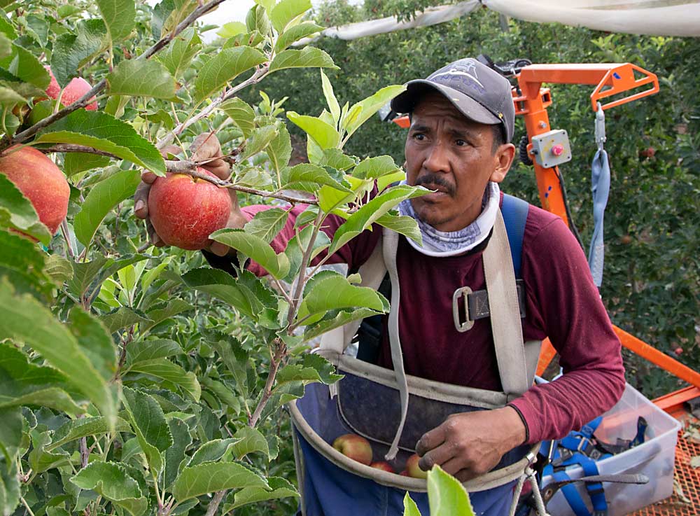 Juan Santa Cruz stretches for a Gala in mid-August in an orchard near Mattawa, Washington. Due to a cool spring, this year’s Washington apple crop is smaller than average, though other U.S. states are expecting a large harvest. (Ross Courtney/Good Fruit Grower)