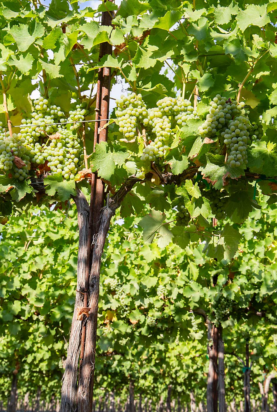 The row in the foreground has been deleafed, while neighboring rows behind it have not, one of the more obvious signs that Four Feathers manages this block of Sauvignon Blanc variably to meet the wishes of different clients. (Ross Courtney/Good Fruit Grower)