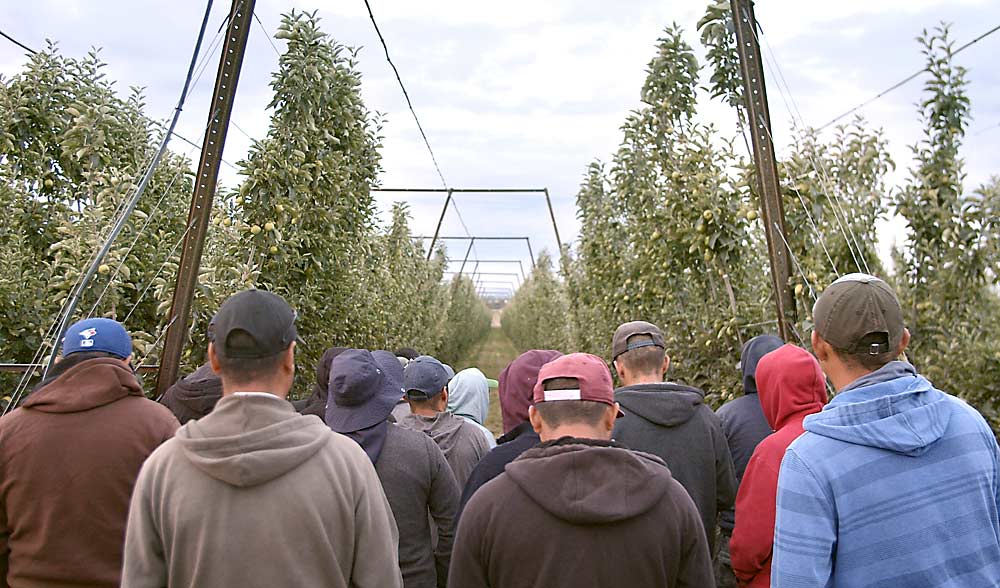 A crew of H-2A workers enters a Wenatchee, Washington-area apple orchard for thinning in 2019. The use of H-2A workers continues to increase despite the rise in mandated wages. New overtime mandates, for instance, make H-2A labor more attractive and more expensive at the same time. (Chris Baron/Baron Visuals)