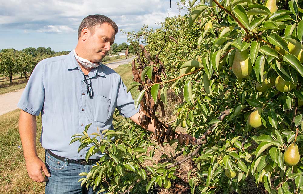 Todd Fox inspects fire blight on an old pear tree in Shelby, Michigan, in July. Fire blight is one of the main limitations on the size of the Michigan pear industry, along with pear psylla, and growers hope newer varieties will be more resistant. (Matt Milkovich/Good Fruit Grower)