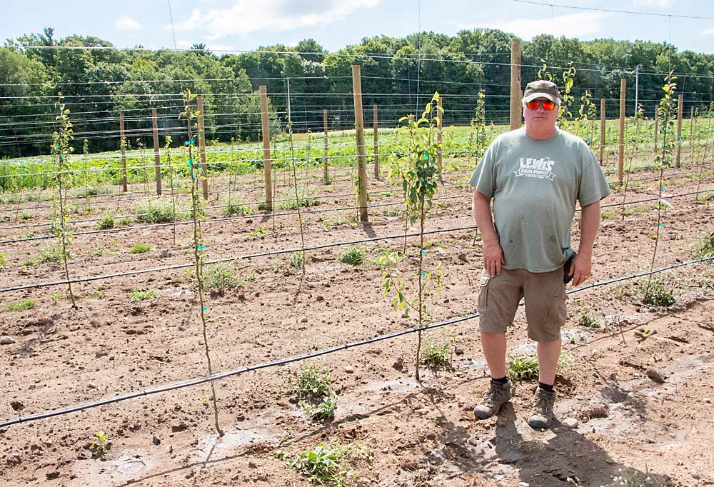 Orchardist Scott Lewis stands in front of a pear block in New Era, Michigan, in July. Planted in spring 2020, the block consists of 1,000 trees of Cold Snap on OHxF 87 rootstock, spaced at 12 by 3 feet and 12 by 6 feet. Lewis said the trees should start producing in three or four years, with pears destined for processing at the nearby Gerber/Nestle plant. (Matt Milkovich/Good Fruit Grower)