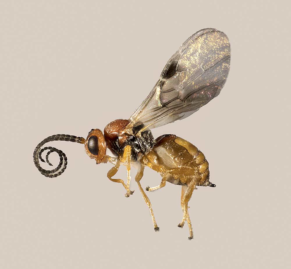 A composite of more than 4,000 stacked photos shows in glorious detail a 5-millimeter female parasitic wasp, the Utetes lectoides, collected from a snowberry fly puparia. Early research on snowberry fly, a close cousin of apple maggot, suggests the parasitic wasp that targets it is adapting, along with changes in the apple maggot, and may lead to biological control of one of the apple industry’s most loathed pests. (Photo illustration courtesy James Strampher and Joshua Milnes/Washington State Department of Agriculture)