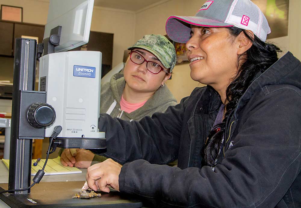 Maria Hernandez, right, trains Elizabeth Arellano to examine buds for damage at a Washington Fruit apple orchard near Othello, Washington, in October. Hernandez was Washington Fruit and Produce Co.’s first woman farm manager when she assumed the role in 2018, and she is participating in a new leadership course being offered in partnership by the Washington State Tree Fruit Association, Washington State University and the Washington State Department of Agriculture. (Shannon Dininny/Good Fruit Grower)