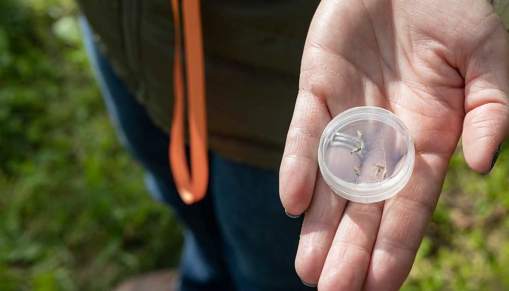 A small container of the leafhoppers that transmit X disease is passed around during a Washington State University field day about X disease management in October. (Kate Prengaman/Good Fruit Grower)